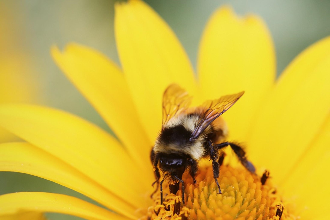 Startbild Slider Biene auf einer Blume