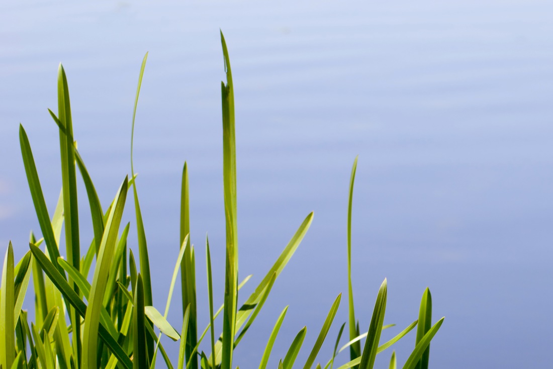 Startbild Slider Schilf am Wasser